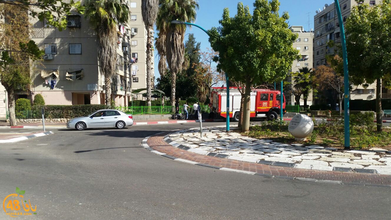 cat in ramla tree (2).jpg